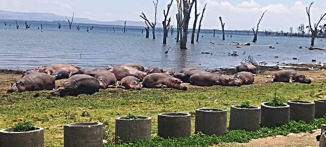 Exploring Naivasha, Kenya