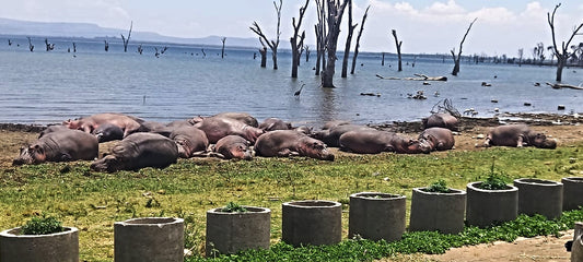 Exploring Naivasha, Kenya